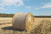 Canary grass replaces peat fields